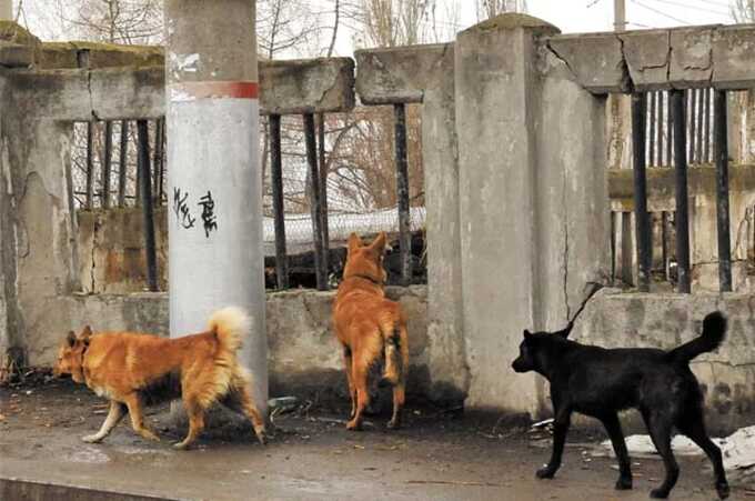 В Якутии компанию, принадлежащую племяннице Путина, обвиняют в отстреле собак